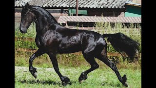 Jitske Friesian Horses for sale httpswwwblacksterlingfriesianscom questions 4152722112 [upl. by Allerie]