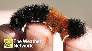 What an orange stripe on this caterpillar can tell you about winter [upl. by Nosaj]