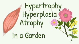 Muscle Remodeling Explained with Flowers  Hypertorphy Hyperplasia Atrophy Tissue Remodeling [upl. by Ertemed703]