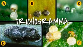 GOODBYE INSECTICIDES  Use Trichogramma [upl. by Anileme954]