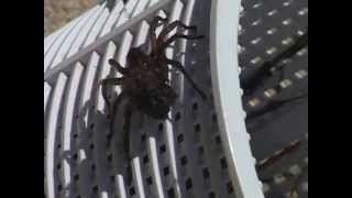 Wolf Spider with babies in skimmer [upl. by Gorden153]