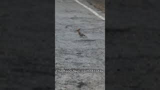 A rare bird seen during childhood days Now seen rarely shorts viralvideo nature [upl. by Sonafets655]