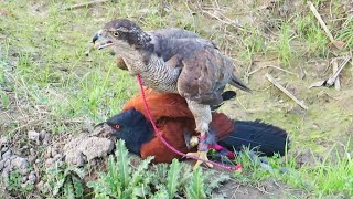 Super hunting compilation of goshawk Best falconry video part 48 Raptors Today [upl. by Eveleen]