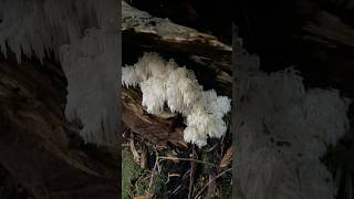 Stunning 🐻 head cluster fungi ecotherapy nature [upl. by Way66]