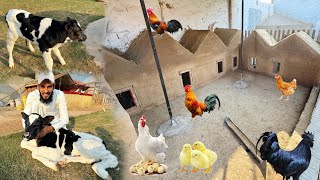 Hen Colony Main Hens Ko Shift Kr Dia 🥰  Cow Ny Cute Baby Dy Dia 😍 [upl. by Jecon]