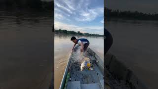 Ngayut Sg Pahang Ikan kelabau [upl. by Sulamith8]