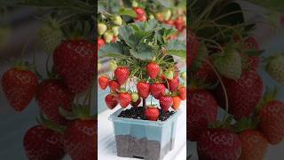 How to grow strawberry in 15 days shorts ai strawberry hybrid genfusionlab [upl. by Kcirtapnhoj]