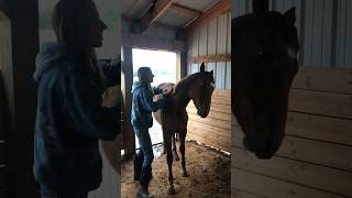 Weanling horse enjoys teen trainers massage bonding horsetraining horselover feelsgood [upl. by Chapen]