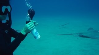 Freediving with balloons Weird Science Experiment 4 [upl. by Ihsorih]