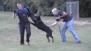 DOBERMAN SCHUTZHUND TRAINING SOLD [upl. by Ennair]