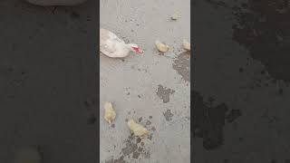 White Muscovy ducklings [upl. by Landmeier]