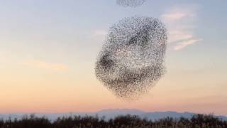 ETOURNEAUX ET FAUCON PELERIN  STARLINGS AND PEREGRINE FALCON [upl. by Viridis]