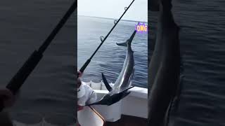 Giant Swordfish Jumps and Bites Angler Unbelievable Moment at Seaquot animals facts keunikanhewan [upl. by Boggs]