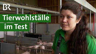 Mehr Tierwohl im Schweinestall Neue Tierwohlställe für artgerechte Tierhaltung  Unser Land  BR [upl. by Adelaide]