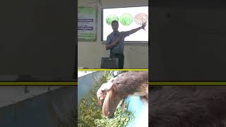 గొర్రెల పోషణ best ideas 💡 farming livestock sheepfarming raitunestham [upl. by Roxi748]