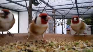 Stieglitz Zucht jilguero 2014birds goldfinch chardonneret [upl. by Blisse]