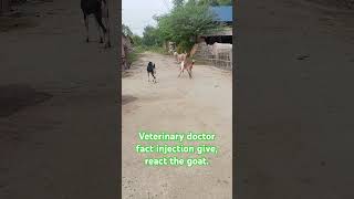 Veterinary doctor give the injection in goatgoat Vs doctorSo entertainment video challenge video [upl. by Bergmann]