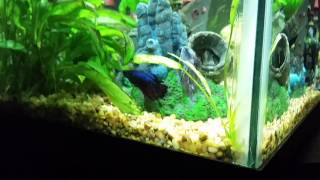 Male bettas living together Update [upl. by Faden]