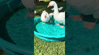 Have you ever raised Embden Geese They are so curious and so much fun to raise meyerhatchery [upl. by Elaine]