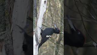 This is how powerful a Black Woodpecker is shorts [upl. by Jackqueline]