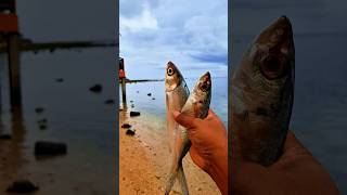 Found dead milkfish and mackerelfish on the beach shorts shortvideo viralshorts [upl. by Finnigan967]