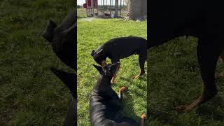 dobermans playtime bonnieandclyde [upl. by Terry]