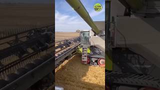 Es wird Abgebunkert • Getreideernte • Grain Harvest • Harvest • Class Lexion 8800 • 1380 Convio [upl. by Akemehc804]