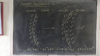 Donnans Equilibrium [upl. by Aihsatsan447]