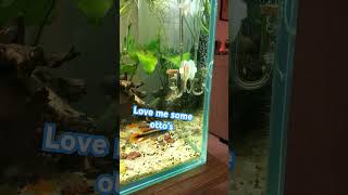 Otocinclusaquarium aquascapers fishtank fishaquarium fish otocinclus [upl. by Zalea]