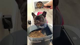 Introducing The Smart Feed Automatic Pet Feeder It’s Dinnertime Made Easy [upl. by Hanafee]