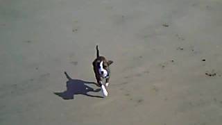 Running On The Beach With Pumpkin [upl. by Assilac]