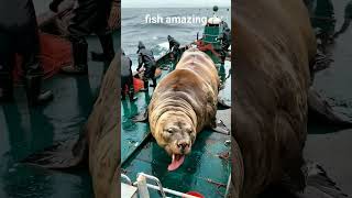 fish crustacean whaler fishing whalefin animals shark flowers [upl. by Olivie132]