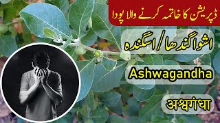 Introduction of Ashwagandha  اشواگندھا  अश्वगंधा  Withania Somnifera in Urdu amp Hindi اسگندھ [upl. by Lyndon794]