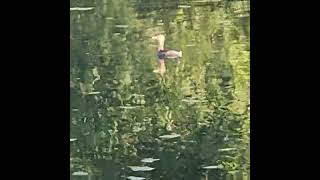 PiedBilled Grebe [upl. by Divadnoj]