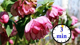 3 Minute Hellebore Tour  So Many Flowers [upl. by Nelle]