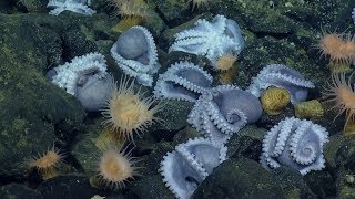 Massive Aggregations of Octopus Brooding Near Shimmering Seeps  Nautilus Live [upl. by Auburn]