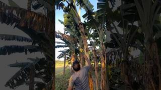 How to harvesting are banana ep 311 Short trending viral banana food agro 🍌🍌 [upl. by Llerryt]