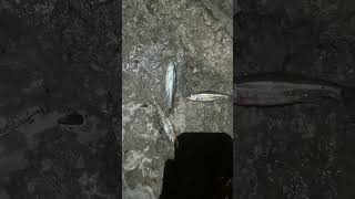 Fishing the fox River dam Fishing Catfish Bluegill Viral Shorts [upl. by Lita]