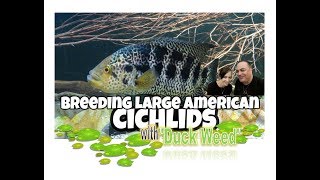 How to Breed Big American Cichlids  spotlight Jaguar Cichlids [upl. by Attevroc]