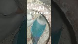 My PARROTS HA ALLAH HU AKBARس🥰🥰🥰❤❤ [upl. by Soinotna]