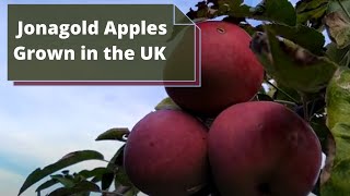 Jonagold Apples Malus Domestica  UK  Delicious Apples [upl. by Hahcim926]