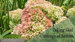 How to Easily Propagate Sedum from Leaf Cuttings Autumn Joy and Other Succulents [upl. by Thistle593]