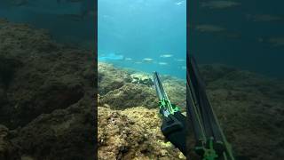 Capture dun poisson chassesousmarine chasseurs fishing fish spearfishing shots seafood [upl. by Bigg438]