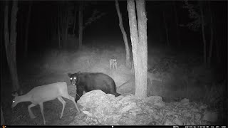 NY Trail Camera Videos VooPeak TC08 [upl. by Drarehs]