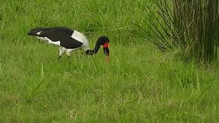 Ephippiorhynchus senegalensis  jaribú africano  saddle billed stork [upl. by Eniahs]