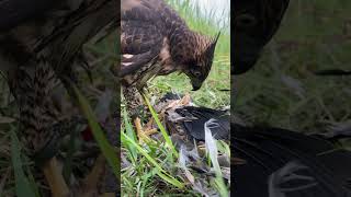 Sorry It’s a natural 😢🦅 eaglehawk birds eagle hunting eaglehunting huntingbirds [upl. by Dranyam]