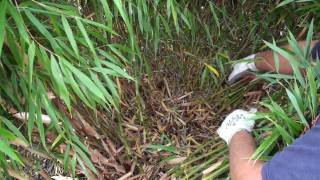 How to prune a clumping bamboo [upl. by Chrisy224]