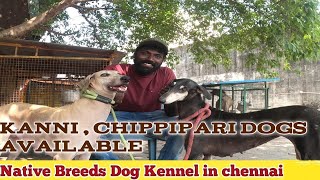 Aggressive Chippipari  Kanni Dogs kennel in Chennai I Native Breeds Puppies Available [upl. by Worrad]