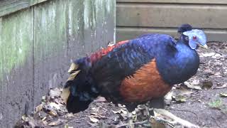 Bornean Crested Fireback [upl. by Itsrejk]