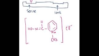 Pralidoxime Mechanism of Action [upl. by Leod]